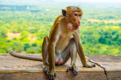 Close-up of monkey