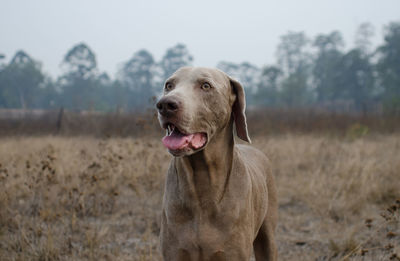 Weimaraner standing on field