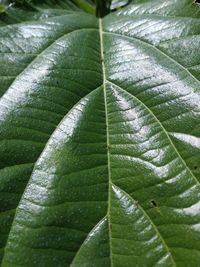 Full frame shot of green leaves