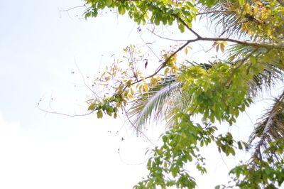 Low angle view of flowering plant against sky