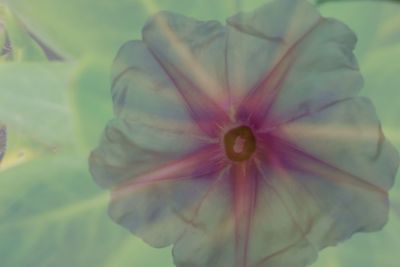 Close-up of flower blooming outdoors