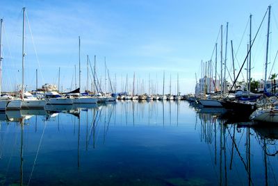 Sailboats moored in harbor