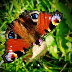 Close-up of butterfly perching on flower