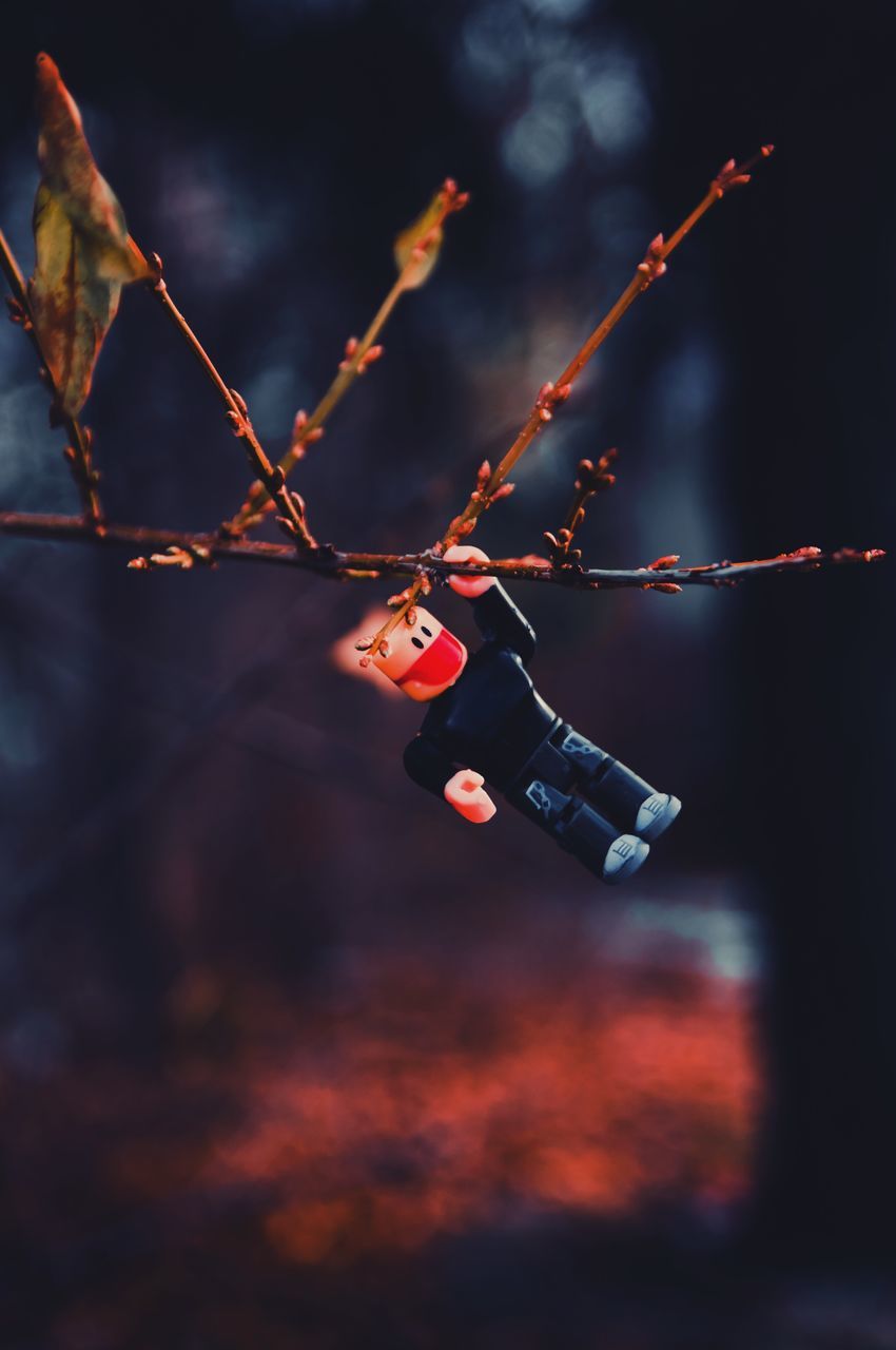 focus on foreground, hanging, nature, outdoors, tree, protection, no people, security, branch, selective focus, orange color, safety, plant, day, close-up, red, sunset, beauty in nature