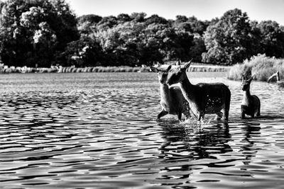 Deer in lake at richmond park