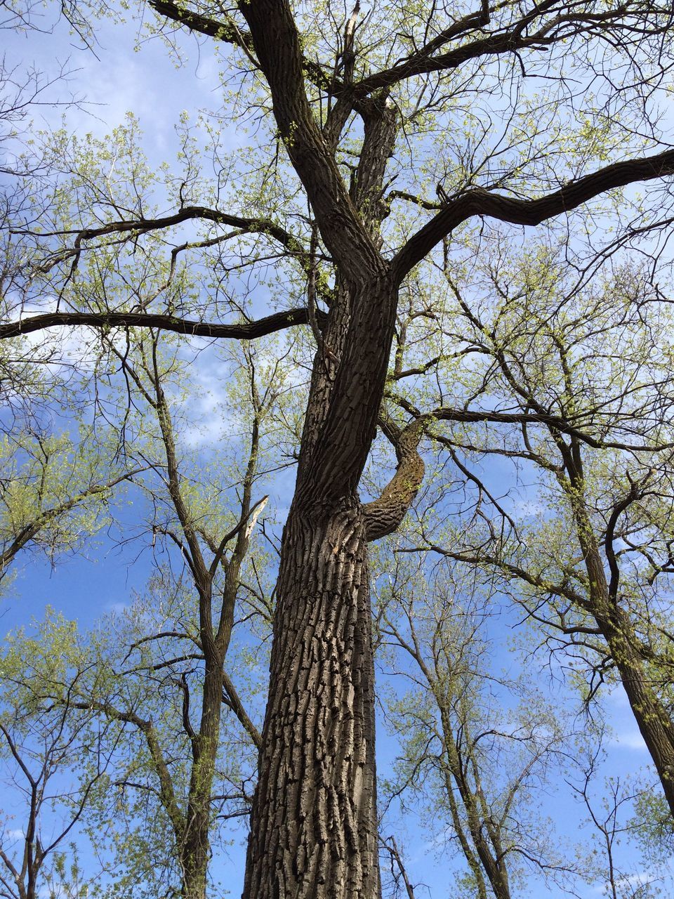 LOW ANGLE VIEW OF BARE TREE AGAINST CLEAR SKY