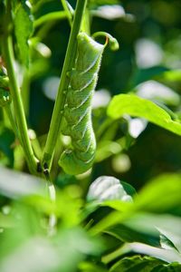 Close-up of fresh green plant