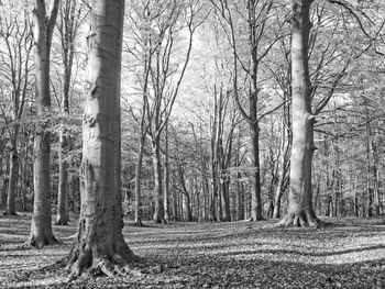 Bare trees in forest