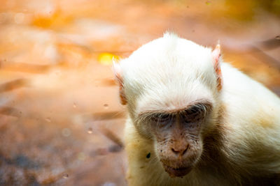 Close-up of monkey