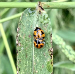 Close-up of ladybug on leaf