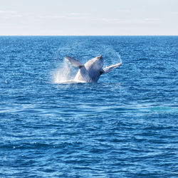 Whale splashing water in sea