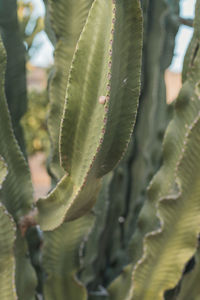 Close-up of succulent plant