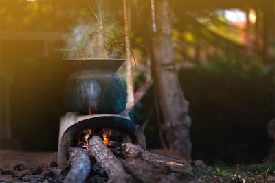 Log on wood in forest