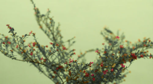 Low angle view of flowering plants on tree