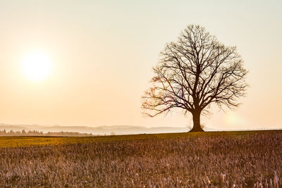 Bare tree on field against sky during sunset