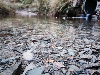 Close-up of wet tree