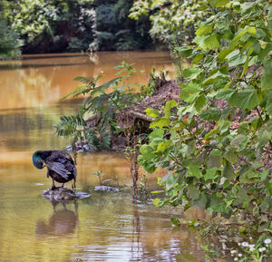 View of horse in lake