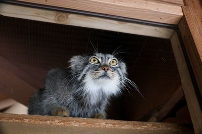 Portrait of a cat looking away