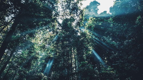 Low angle view of sunlight streaming through trees in forest