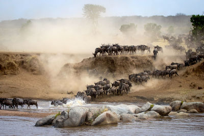 Wildbeest migration betwen serengeti and maasai mara national park