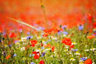 Close-up of red poppy flowers on field