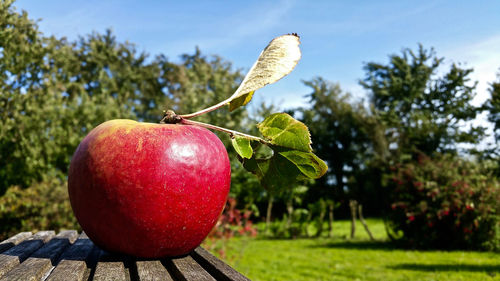 Close-up of apple on tree