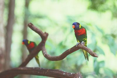 Close-up of parrot perching on branch