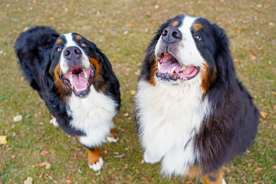 Two happy bernese mountain dogs sitting on grass, mouths open.