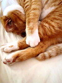 View of a dog sleeping on bed