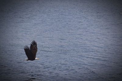 Swan flying over sea