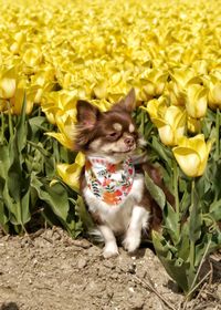 Portrait of a dog sitting in yellow tulips 