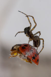 Close-up of spider on white background