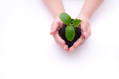 Close-up of hand holding small plant over white background