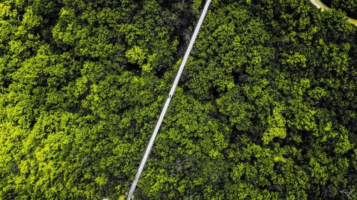 High angle view of road amidst trees in forest