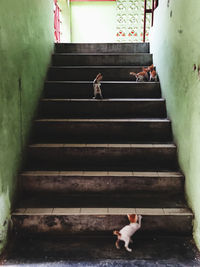 Cat on staircase