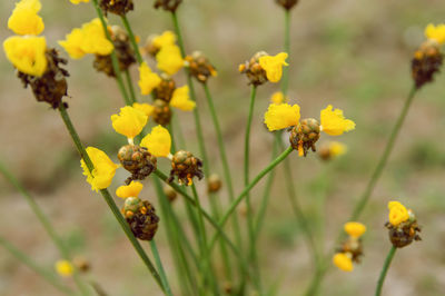 Close-up of yellow flowering plant on field