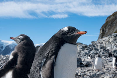 Close-up of penguins on rock against sky