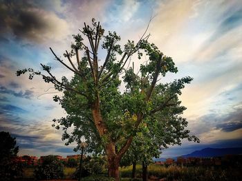 Low angle view of tree against sky during sunset