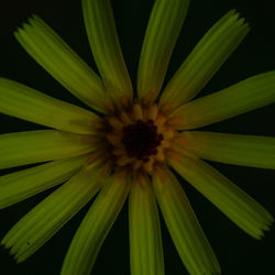 Macro shot of yellow flower