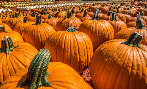 Full frame shot of pumpkins for sale at market stall