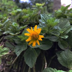 Close-up of yellow flower blooming outdoors