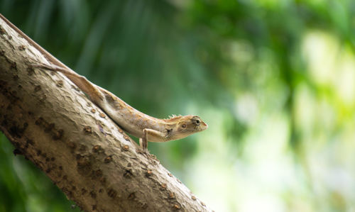 Close-up of lizard on tree trunk