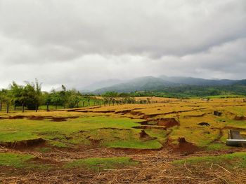 Scenic view of agricultural field against sky