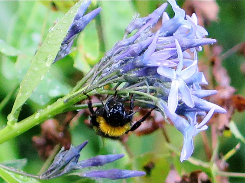 CLOSE-UP OF HONEY BEE ON PURPLE FLOWER