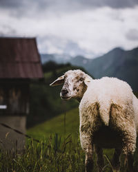 Sheep in a field