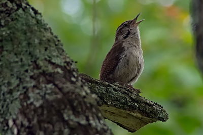 Close-up of bird perching on tree