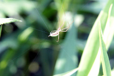 Close-up of spider on web