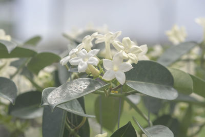 Close-up of white flowering plant