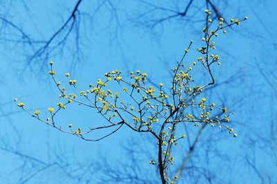 Low angle view of flowering plant against blue sky