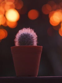Close-up of potted plant on table at night